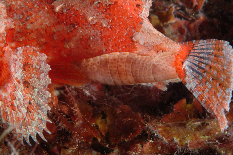 Nerocila cf. bivittata, Anilocra cf. frontalis e altri isopodi parassiti